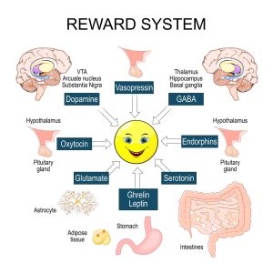Aşık olduğumuzda beynimiz nasıl çalışır? 